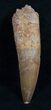 Rooted Spinosaurus Tooth - Nice #5929-1